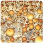 Псилоцибиновые (галлюциногенные) грибы в Североморске Psilocybin "Golden Teacher" Псилоцибиновые (галлюциногенные) грибы в Североморске Psilocybin "Golden Teacher"