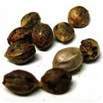 Семена марихуаны АК-47 (Seeds AK-47) в Североморске Семена марихуаны АК-47 (Seeds AK-47) в Североморске